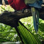 Kostaryka / Majka Szura