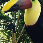 Kostaryka / Majka Szura