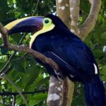 Kostaryka / Majka Szura