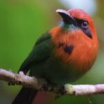 Kostaryka / Majka Szura