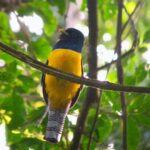 Kostaryka / Majka Szura