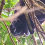 Kostaryka / Majka Szura