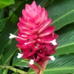 Kostaryka / Majka Szura