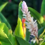 Kostaryka / Majka Szura