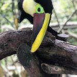 Kostaryka / Majka Szura