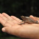 Panama / Majka Szura