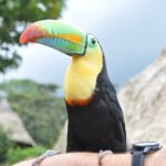 Panama / Majka Szura