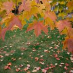 Muzyczne podróże. Wyspa Księcia Edwarda. Kanada / Mario Carvajal