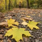 Muzyczne podróże. Wyspa Księcia Edwarda. Kanada / Mario Carvajal