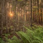 Muzyczne podróże. Wyspa Księcia Edwarda. Kanada / Mario Carvajal