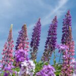 Muzyczne podróże. Wyspa Księcia Edwarda. Kanada / Mario Carvajal