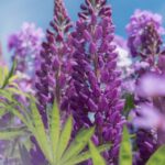 Muzyczne podróże. Wyspa Księcia Edwarda. Kanada / Mario Carvajal