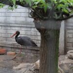 02.05.2020. Złota. Ptasim Azylu „Ptakolub” / Marta Gajda