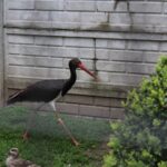 02.05.2020. Złota. Ptasim Azylu „Ptakolub” / Marta Gajda