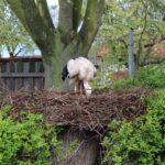 02.05.2020. Złota. Ptasi Azyl „Ptakolub” / Marta Gajda / Radio Kielce