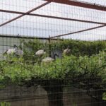 02.05.2020. Złota. Ptasim Azylu „Ptakolub” / Marta Gajda