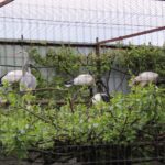 02.05.2020. Złota. Ptasim Azylu „Ptakolub” / Marta Gajda