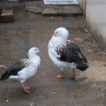 02.05.2020. Złota. Ptasim Azylu „Ptakolub” / Marta Gajda