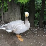 02.05.2020. Złota. Ptasim Azylu „Ptakolub” / Marta Gajda