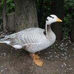 02.05.2020. Złota. Ptasim Azylu „Ptakolub” / Marta Gajda