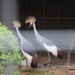 02.05.2020. Złota. Ptasim Azylu „Ptakolub” / Marta Gajda