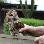 02.05.2020. Złota. Ptasim Azylu „Ptakolub” / Marta Gajda