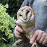 02.05.2020. Złota. Ptasim Azylu „Ptakolub” / Marta Gajda