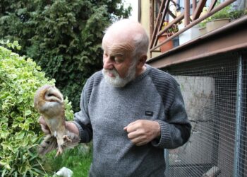 Ptakolub pomaga ptakom wrócić do życia