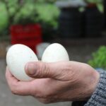 02.05.2020. Złota. Ptasim Azylu „Ptakolub” / Marta Gajda