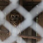 02.05.2020. Złota. Ptasim Azylu „Ptakolub” / Marta Gajda