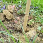 10.05.2020. Opatów. Miejska winnica / Emilia Sitarska / Radio Kielce