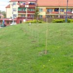 10.05.2020. Opatów. Miejska winnica / Emilia Sitarska / Radio Kielce