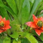 Panama / Majka Szura