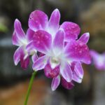 Panama / Majka Szura