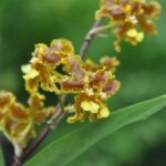 Panama / Majka Szura