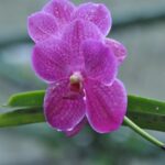 Panama / Majka Szura