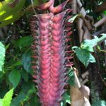 Panama / Majka Szura