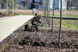 24.05.2020. Staszów. Park Górników / Urząd Miasta w Staszowie