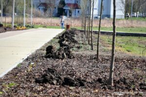 24.05.2020. Staszów. Park Górników / Urząd Miasta w Staszowie