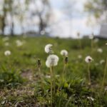 06.05.2020. Kielce. Miejsca, gdzie miały powstać łąki kwietne / Wiktor Taszłow / Radio Kielce