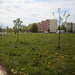 06.05.2020. Kielce. Miejsca, gdzie miały powstać łąki kwietne / Wiktor Taszłow / Radio Kielce