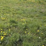 06.05.2020. Kielce. Miejsca, gdzie miały powstać łąki kwietne / Wiktor Taszłow / Radio Kielce