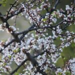 01.05.2020. Kostomłoty. Kaplica Przemienienia Pańskiego. Góra Świętego Jana. Kamieniołom Mogiłki / Wiktor Taszłow / Radio Kielce