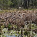 30.04.2020. Świętokrzyski Park Narodowy. Budowa ścieżki rowerowej Święta Katarzyna - Podgórze / Wiktor Taszłow / Radio Kielce