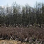 30.04.2020. Świętokrzyski Park Narodowy. Budowa ścieżki rowerowej Święta Katarzyna - Podgórze / Wiktor Taszłow / Radio Kielce