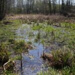 30.04.2020. Świętokrzyski Park Narodowy. Budowa ścieżki rowerowej Święta Katarzyna - Podgórze / Wiktor Taszłow / Radio Kielce