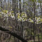 30.04.2020. Świętokrzyski Park Narodowy. Budowa ścieżki rowerowej Święta Katarzyna - Podgórze / Wiktor Taszłow / Radio Kielce