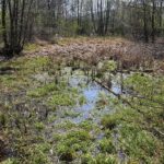 30.04.2020. Świętokrzyski Park Narodowy. Budowa ścieżki rowerowej Święta Katarzyna - Podgórze / Wiktor Taszłow / Radio Kielce