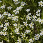 30.04.2020. Świętokrzyski Park Narodowy. Budowa ścieżki rowerowej Święta Katarzyna - Podgórze / Wiktor Taszłow / Radio Kielce