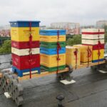 14.05.2020. Kielce. Ule na dachu Spółdzielni Mieszkaniowej Bocianek / Wiktor Taszłow / Radio Kielce